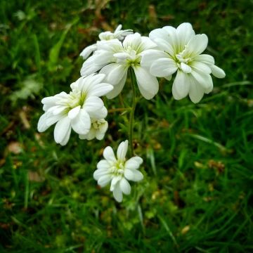 Saxifraga granulata Flore Pleno - Saxifrage granulé ou à bulbilles