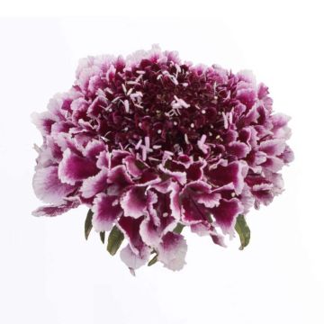 Scabieuse - Scabiosa Cherry Vanilla Scoop