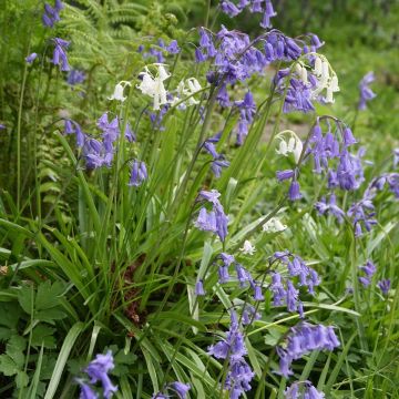 Collection Jacinthe des bois Blanc/Bleu