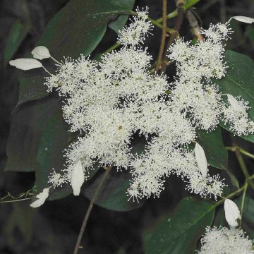 Schizophragma Angel Wings - Hortensia grimpant