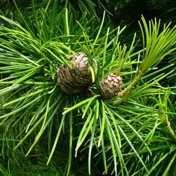 Pin parasol du japon - Sciadopitys verticillata