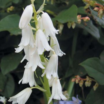 Jacinthe d'Espagne blanche - Hyacinthoides hispanica Alba 