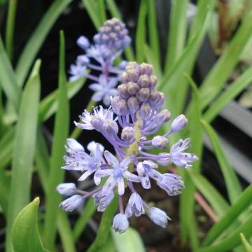 Scille des prés - Scilla litardierei