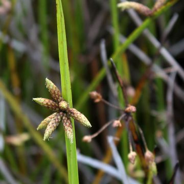 Cyperus papyrus - Papyrus