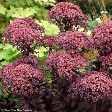 Sedum Dark Magic