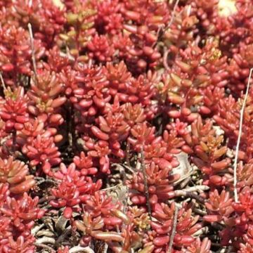 Sedum album Coral Carpet - Orpin blanc