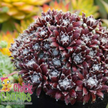 Sempervivum Chick Charms Cosmic Candy - Joubarbe bordeaux au cœur cotonneux