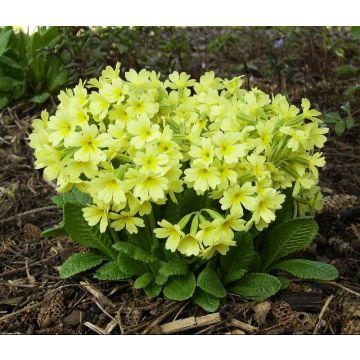 Primevère - Primula elatior Colibri Light Yellow