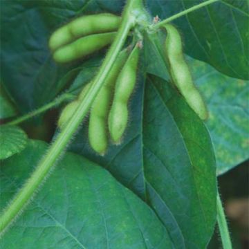 Soja potager (Glycine hispida ou Dolichos soja)
