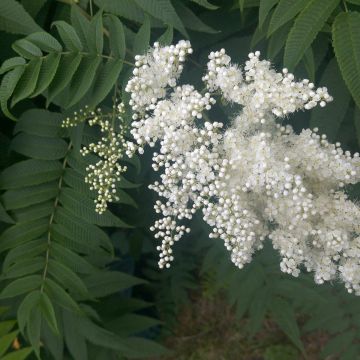 Sorbaria sorbifolia - Fausse spirée à feuilles de sorbier