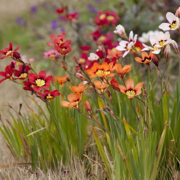 Sparaxis tricolor - Fleur arlequin