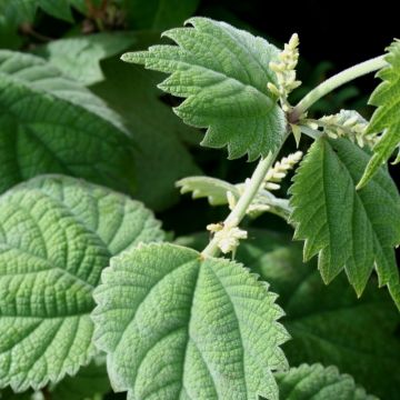 Boehmeria platanifolia - Ramie à feuilles de platane