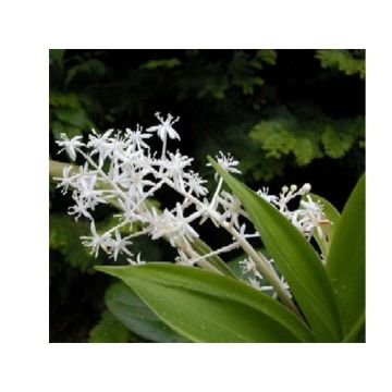 Speirantha convallarioides - Muguet de Chine