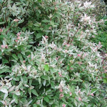 Spiraea vanhouttei Pink Ice - Spirée de Van Houtte panachée