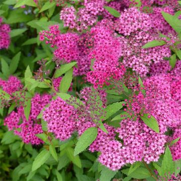 Spirée japonica Anthony Waterer - Spiraea japonaise