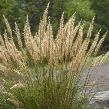 Achnatherum ou Stipa calamagrostis Allgäu - Calamagrostide argenté