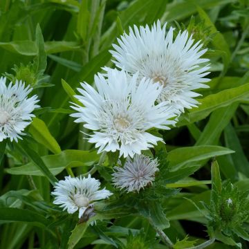 Stokesia laevis Traumerei - Bleuet d'Amérique.