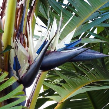 Strelitzia nicolai - Oiseau de Paradis blanc, géant 