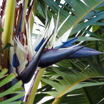 Strelitzia nicolai - Oiseau de Paradis blanc, géant 2/3L