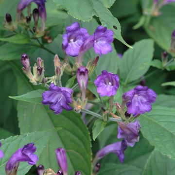 Strobilanthes penstemonoides (rankanensis)