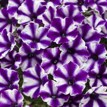 Pétunia Supertunia Mini Vista Violet Star