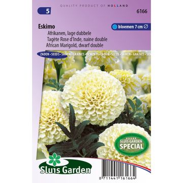 Graines de Rose d'Inde Eskimo - Tagetes erecta nana