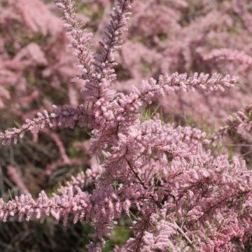 Tamarix parviflora - Tamaris de printemps