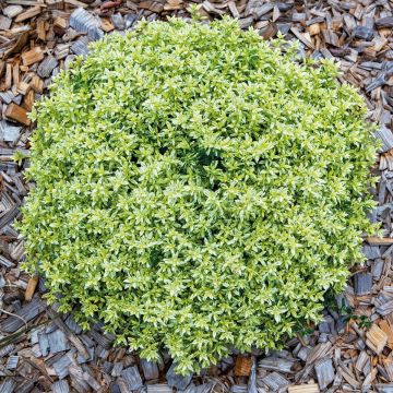 Teucrium lucidrys Lucky Gold 