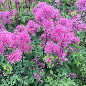 Thalictrum Little Pinkie 