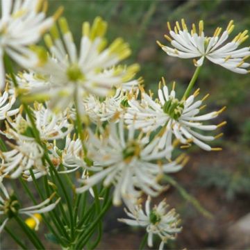 Thalictrum petaloideum - Pigamon