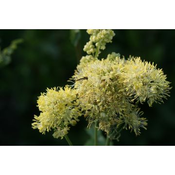 Thalictrum sphaerostachyum - Pigamon à tête ronde