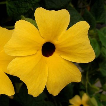 Suzanne jaune aux yeux noirs - Thunbergia alata