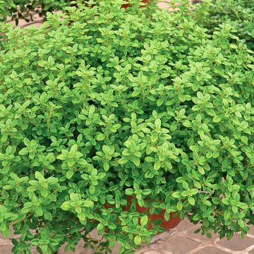 Thym citron GrowFlow Cascata Lemonade Bio - Thymus citriodorus 