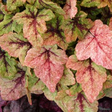 Tiarella Mystic Mist - Tiarelle hybride