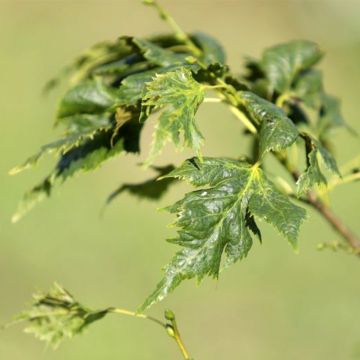 Tilleul hybride - Tilia x platyphyllos Henryk Eder