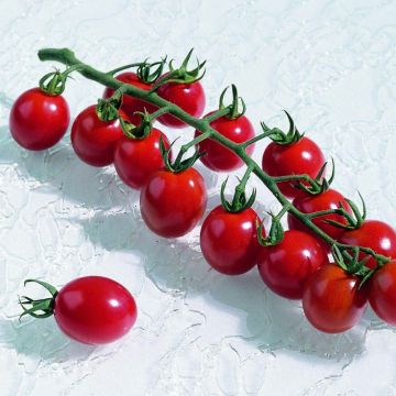Tomate Apéro F1 en plants - Tomate-cerise