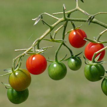 Tomate Apéro F1 en plants GREFFES BIO mini-mottes - Tomate-cerise