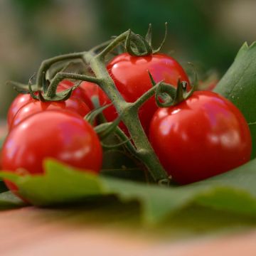 Tomate cerise Harmony F1 en plants GREFFES