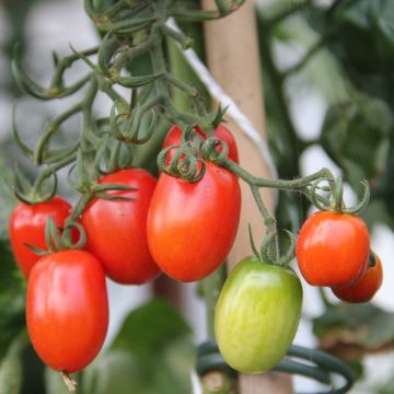 Tomate Tutti Frutti en plants - Tomate-cerise