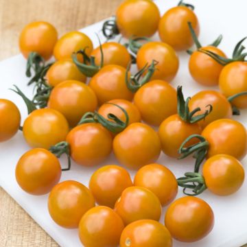 Tomate Cherry Orange en plants - Tomate cerise