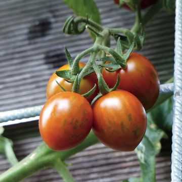 Tomate Cookie F1 en plants GREFFES BIO en mini-mottes 