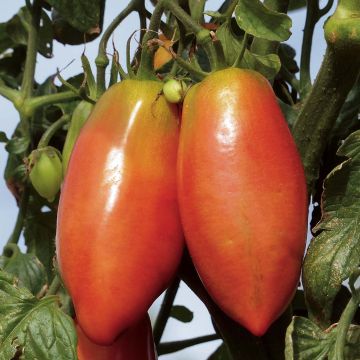 Tomate Cornabel F1 - Vilmorin