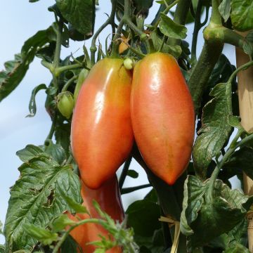 Tomate Cornabel F1 en plants GREFFES - Cornue des Andes hybride