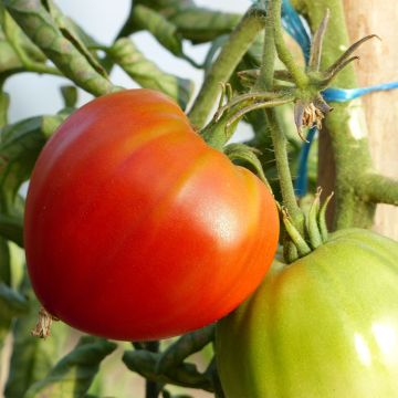 Tomate Cuor di Bue BIO en plants GREFFES en mini-mottes - Cœur de Bœuf