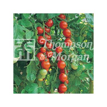 Tomate Gardeners Delight - Tomate-cerise