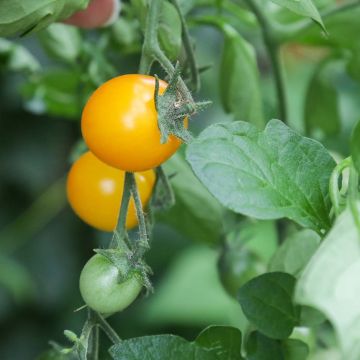 Tomate Gold Nugget en plants - Tomate-cerise