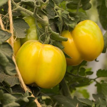 Tomate Jaune à farcir Yellow Stuffer Bio - Ferme de Sainte Marthe