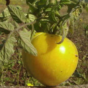 Tomate Lemon Boy F1 en plants GREFFES