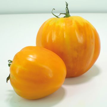 Tomate Ochsenherz Orange en plants GREFFES