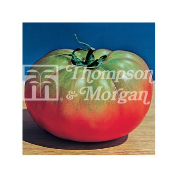 Tomate Il Pantano Romanesco
